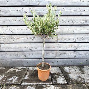 Olea europaea (Olivovník európsky) - kont. C3L, výška 70-75 cm – na kmienku (-12°C)